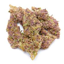 Pink Skunk